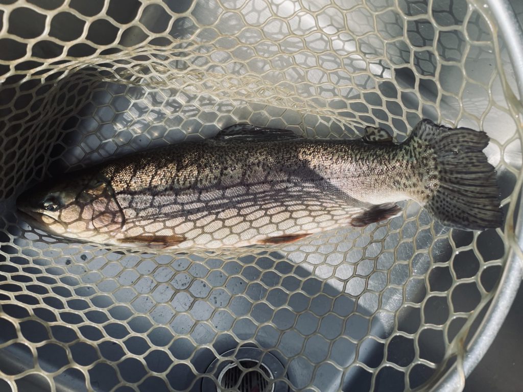 【驚ロック５４ｃｍ】全体