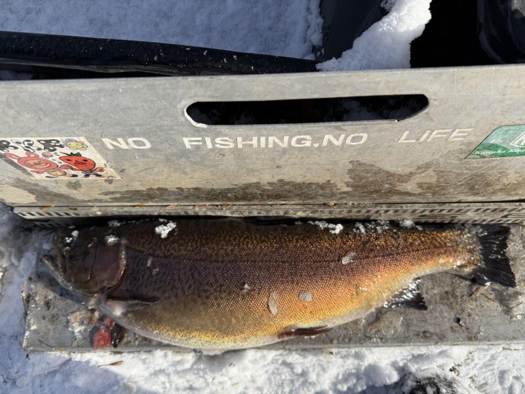 【驚ロック５６ｃｍ】全体