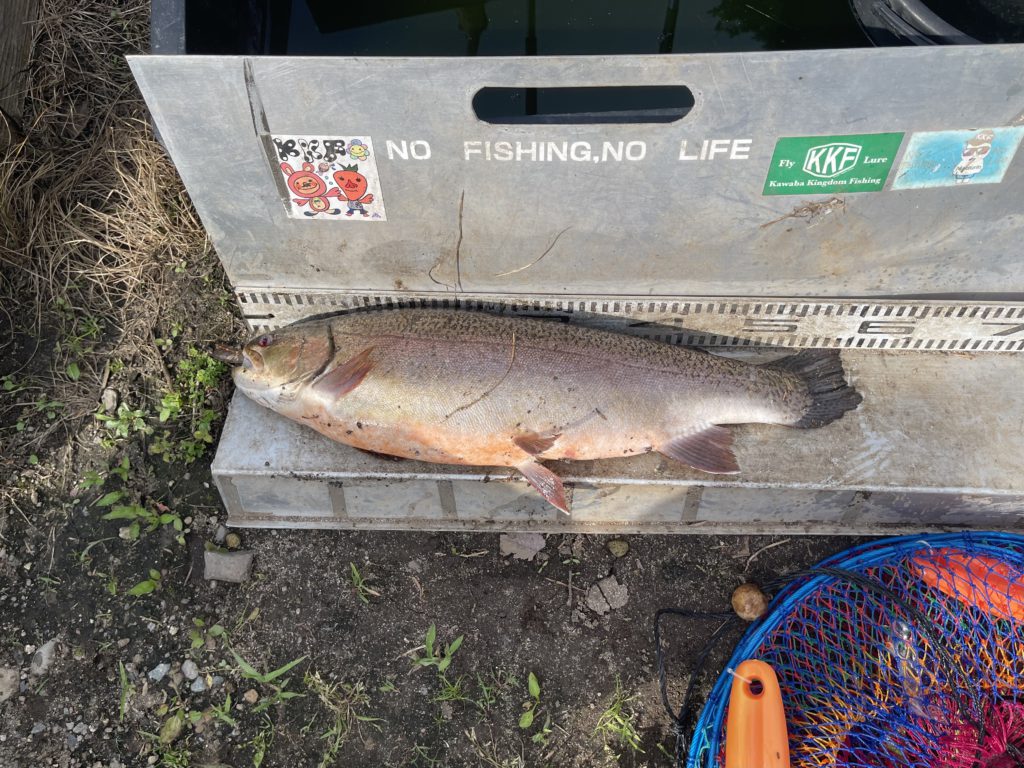 【驚ロック５６ｃｍ】全体