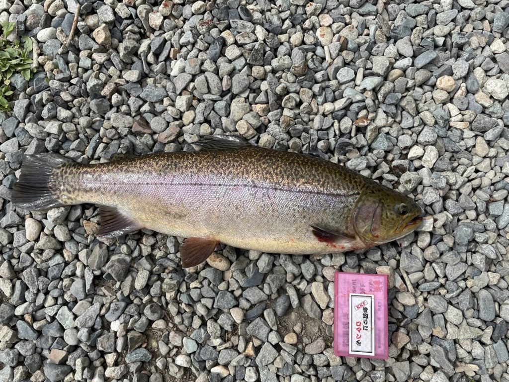 【驚ロック５４ｃｍ】全体