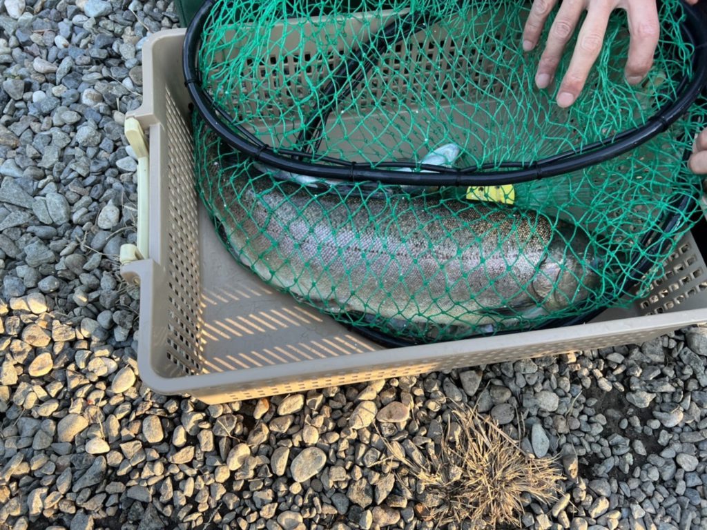 【頂鱒５６ｃｍ】全体
