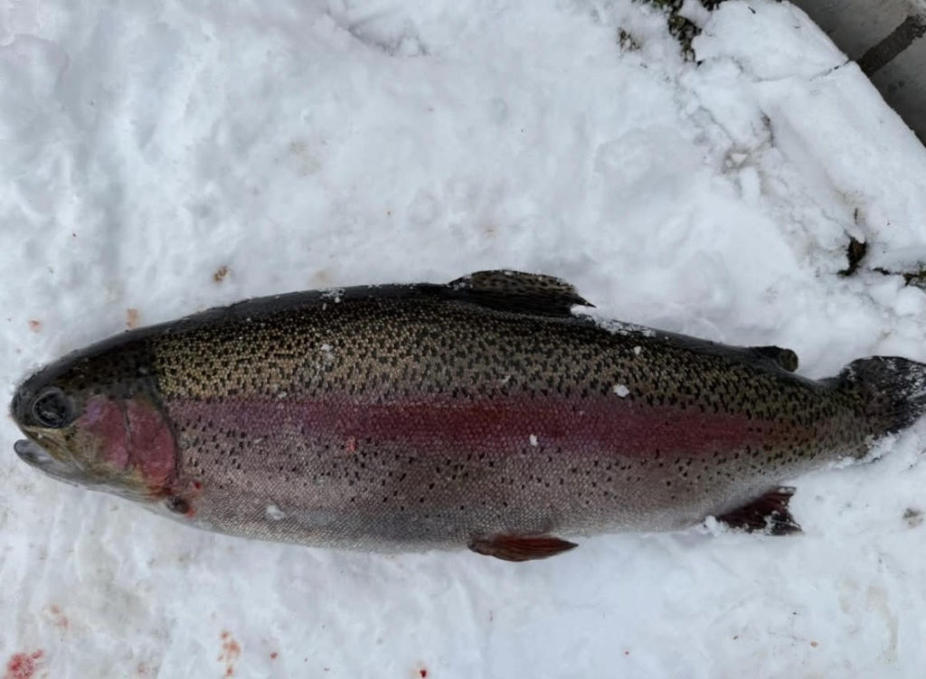 【頂鱒５４ｃｍ】全体