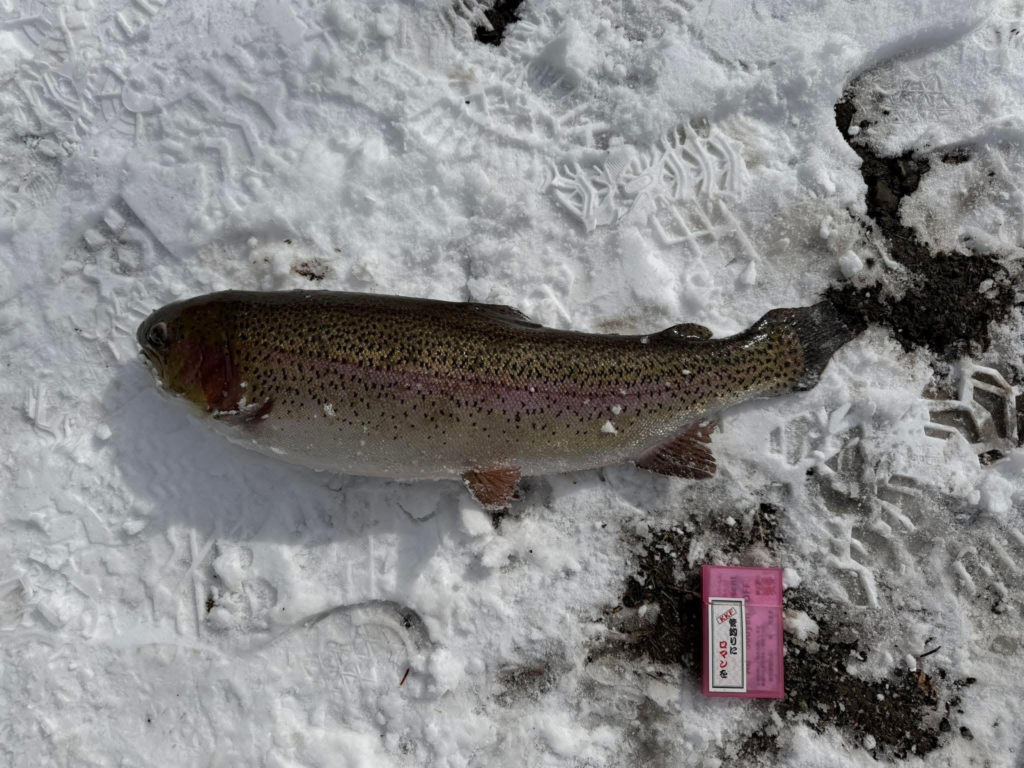 【頂鱒６１ｃｍ】全体