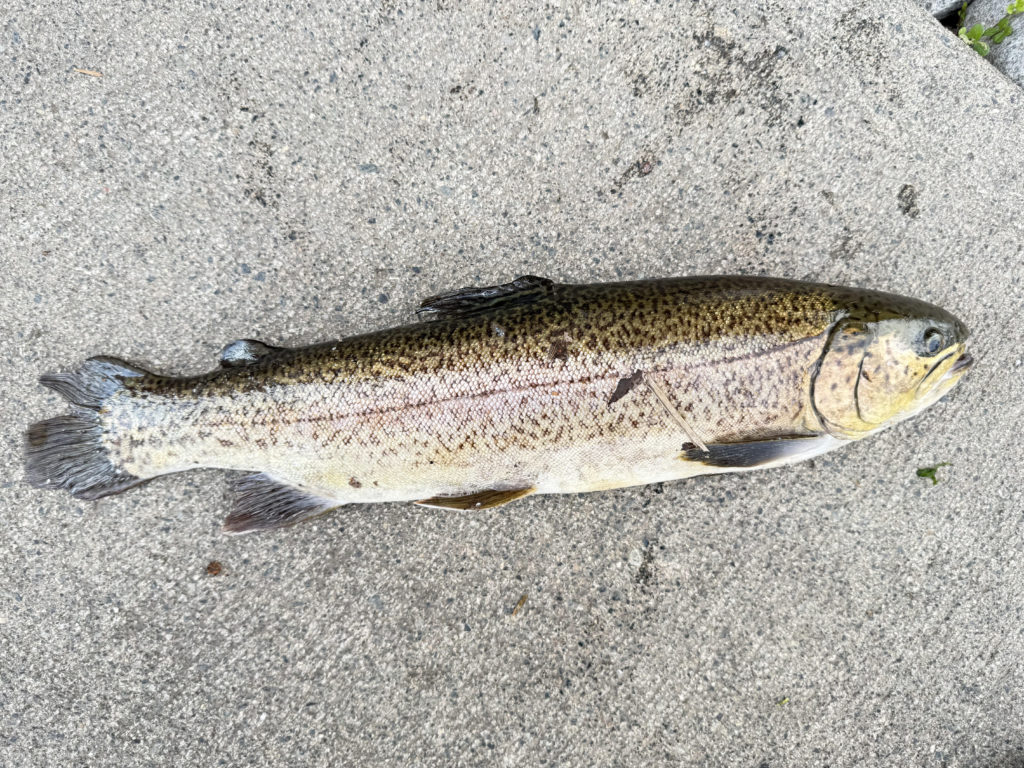 【驚ロック５０ｃｍ】全体