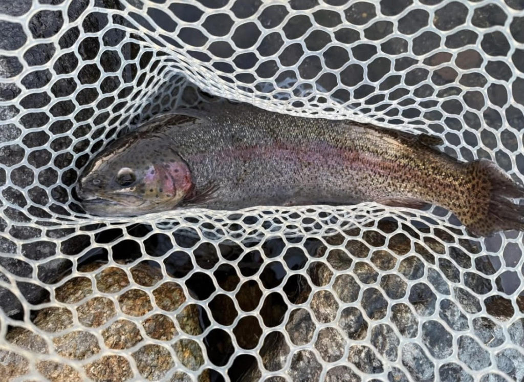 【頂鱒５８ｃｍ】全体