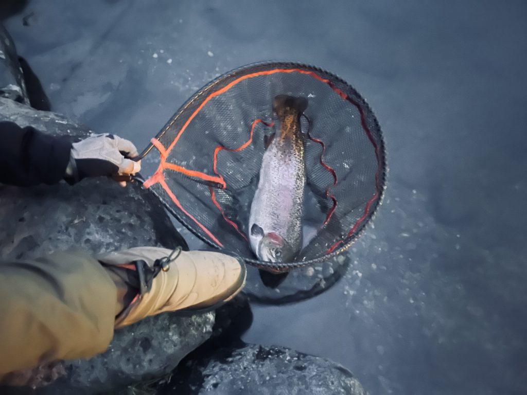 【頂鱒６０ｃｍ】全体