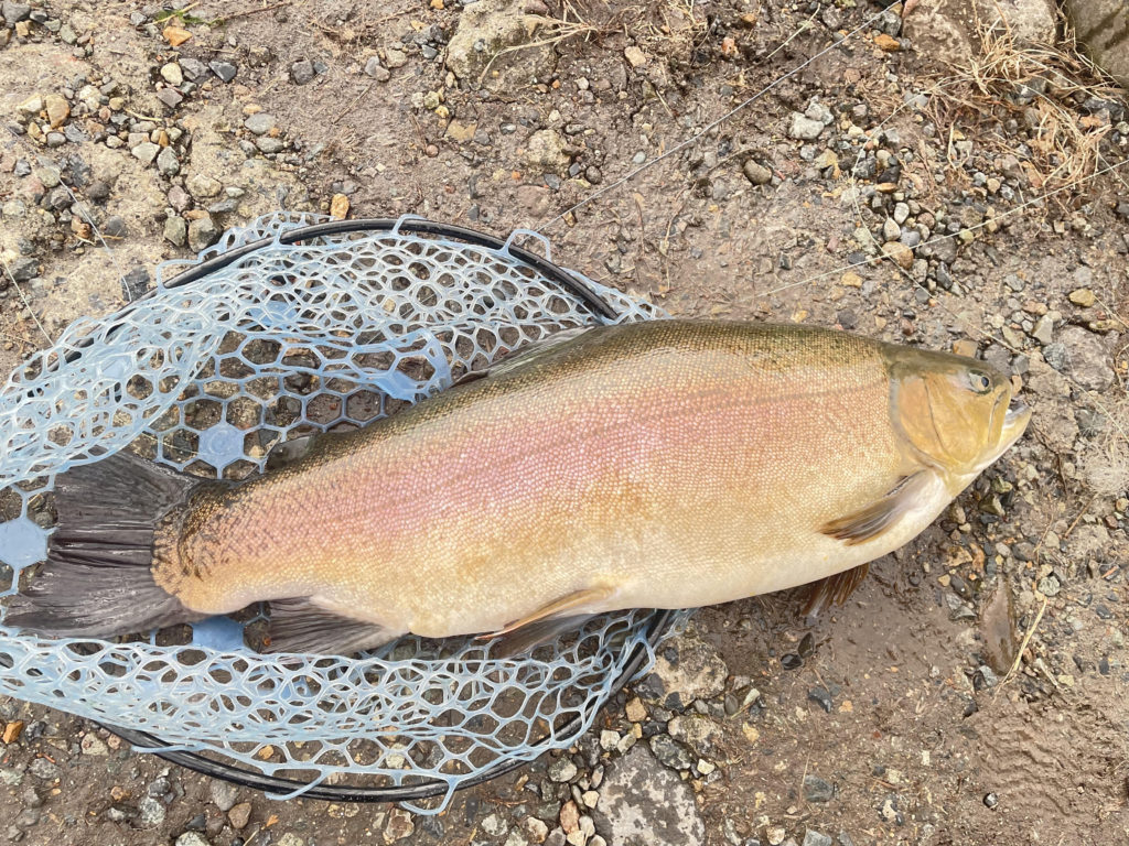 【驚ロック７４ｃｍ】全体