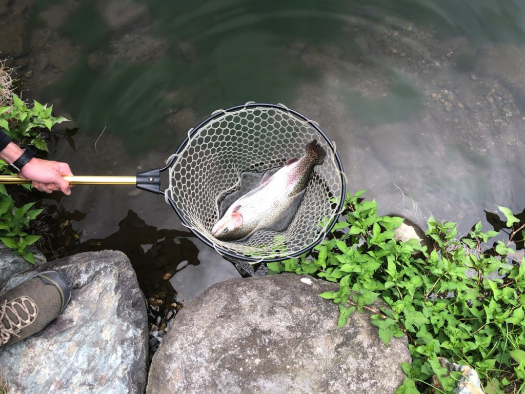 【頂鱒５２ｃｍ】全体