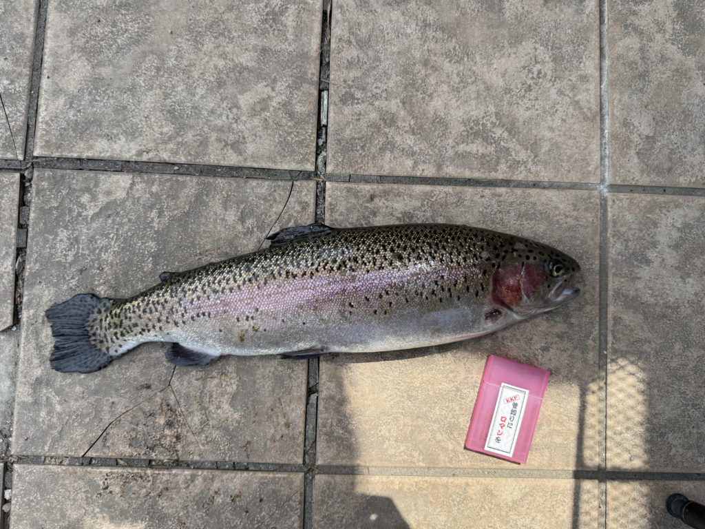 【頂鱒５７ｃｍ】全体