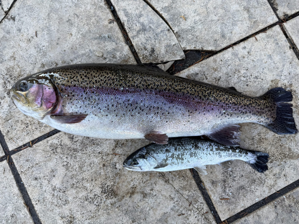 【頂鱒５７ｃｍ】全体