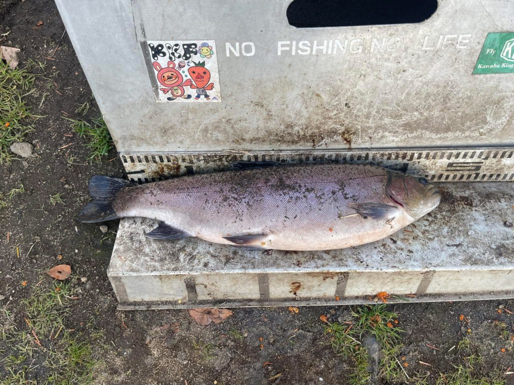 【驚ロック５２ｃｍ】全体