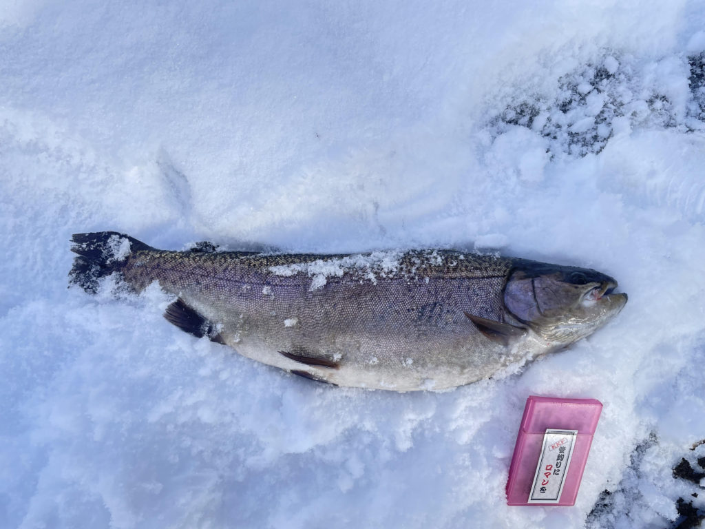 【驚ロック５０ｃｍ】全体