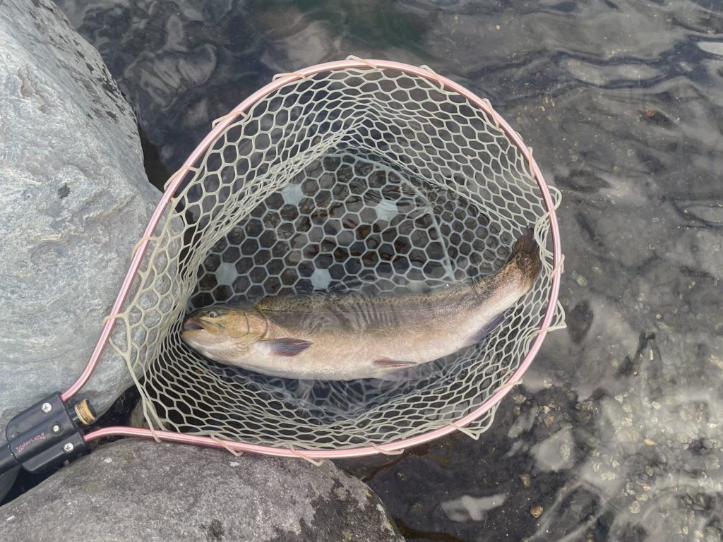 【驚ロック５４ｃｍ】全体