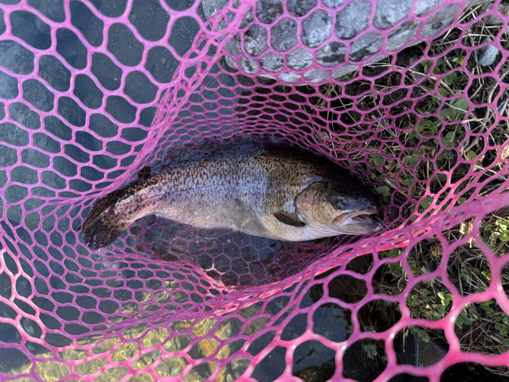 【驚ロック５２ｃｍ】全体