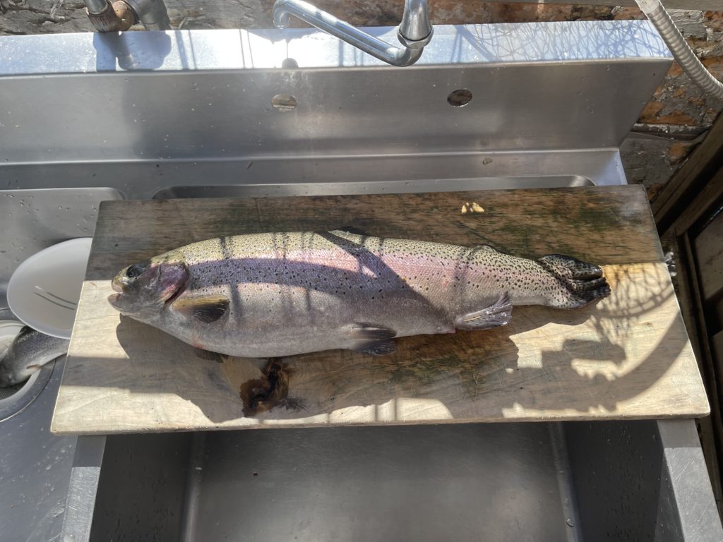 【頂鱒５６ｃｍ】全体