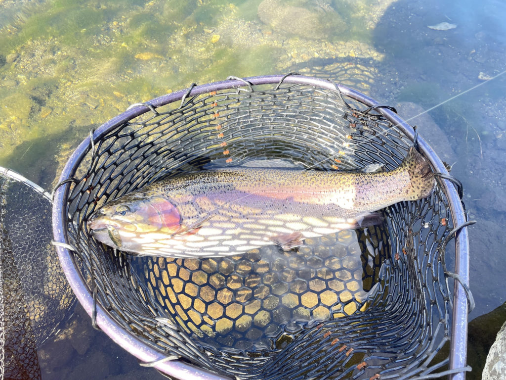 【頂鱒５６ｃｍ】全体