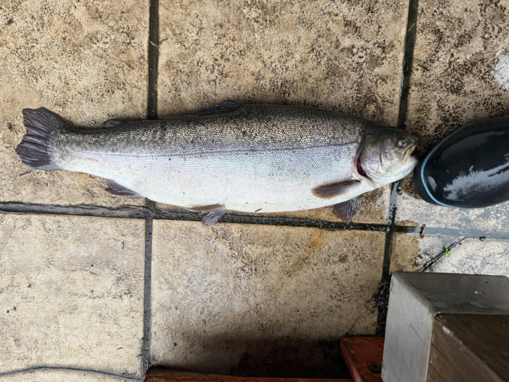 【驚ロック５１ｃｍ】全体