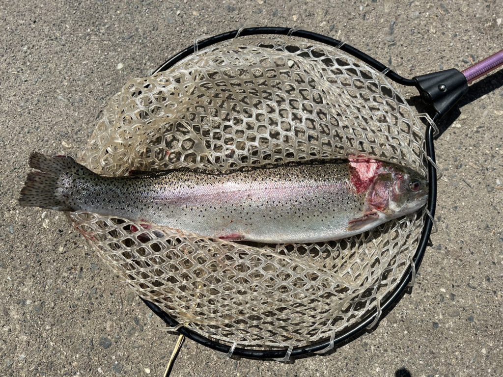 【頂鱒５５ｃｍ】全体