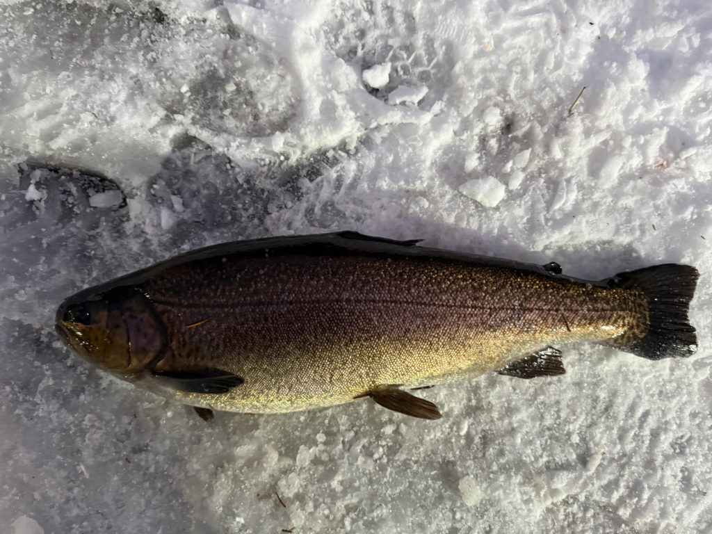 【驚ロック５３ｃｍ】全体