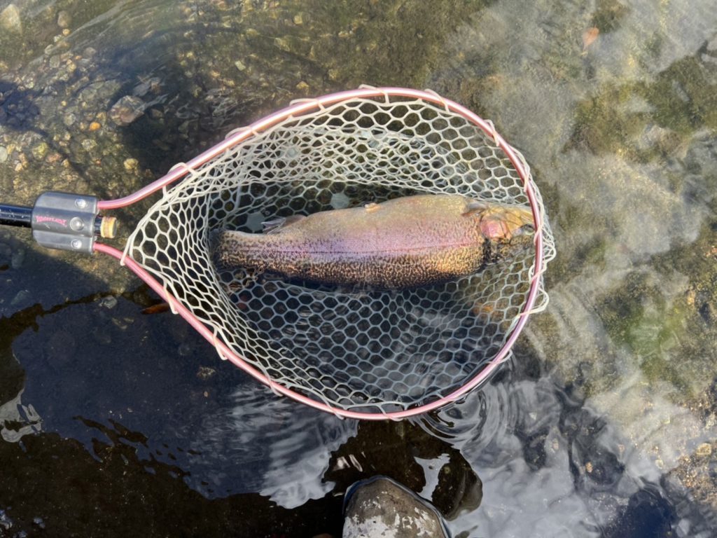 【驚ロック５３ｃｍ】全体