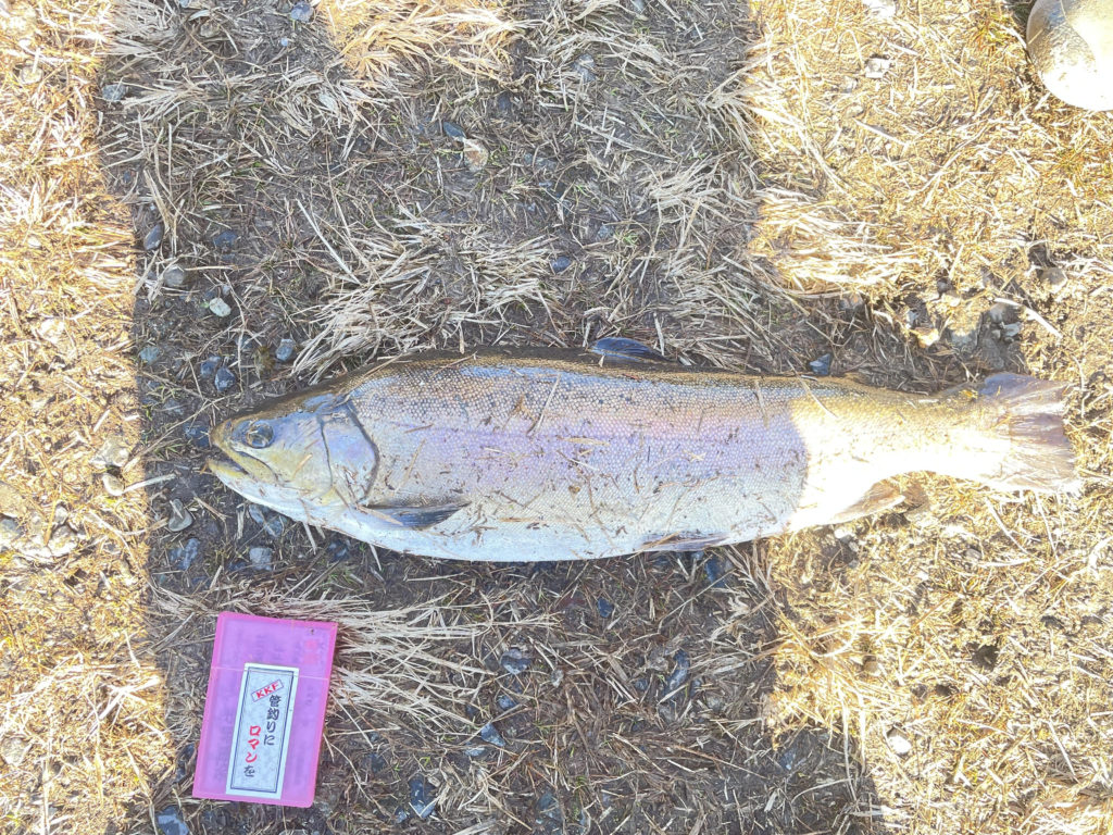 【驚ロック５４ｃｍ】全体