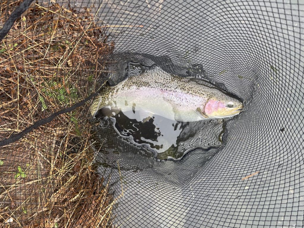 【頂鱒５１ｃｍ】全体