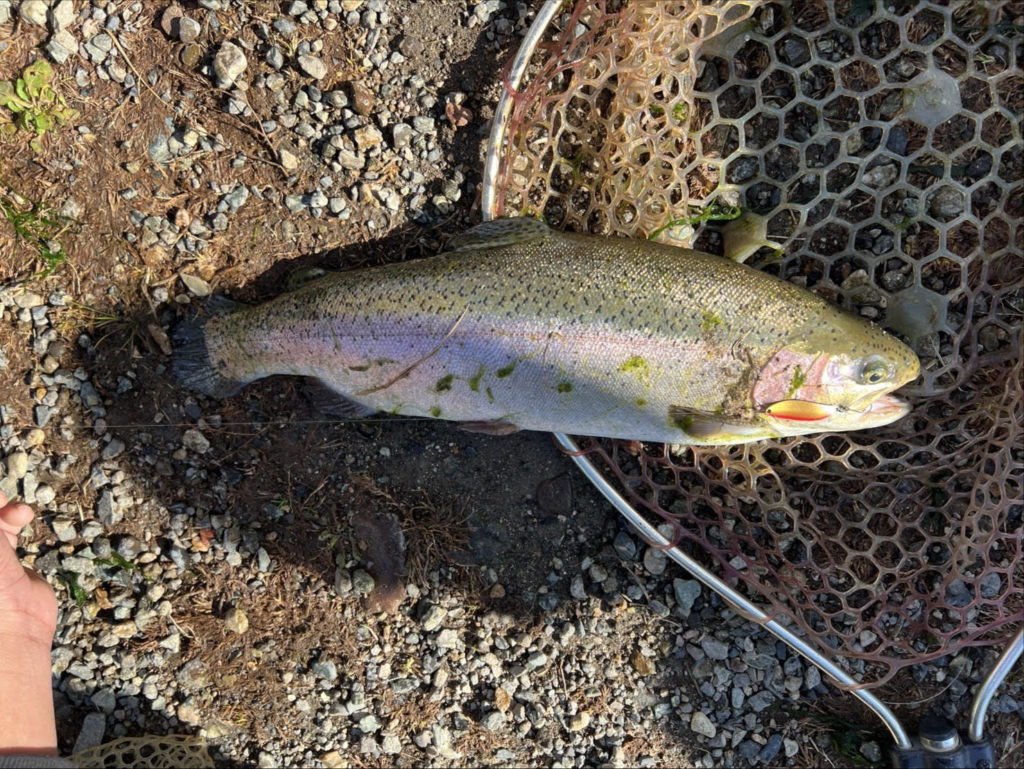 【頂鱒５０ｃｍ】全体