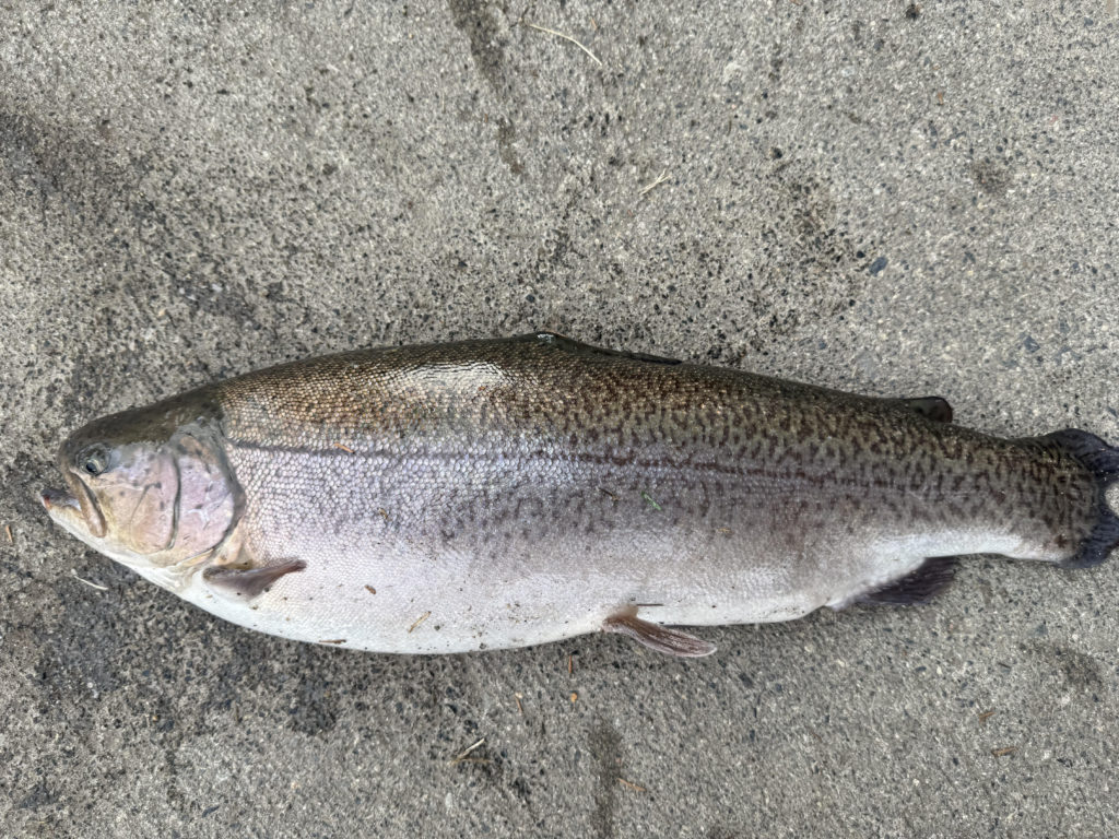 【驚ロック６１ｃｍ】全体