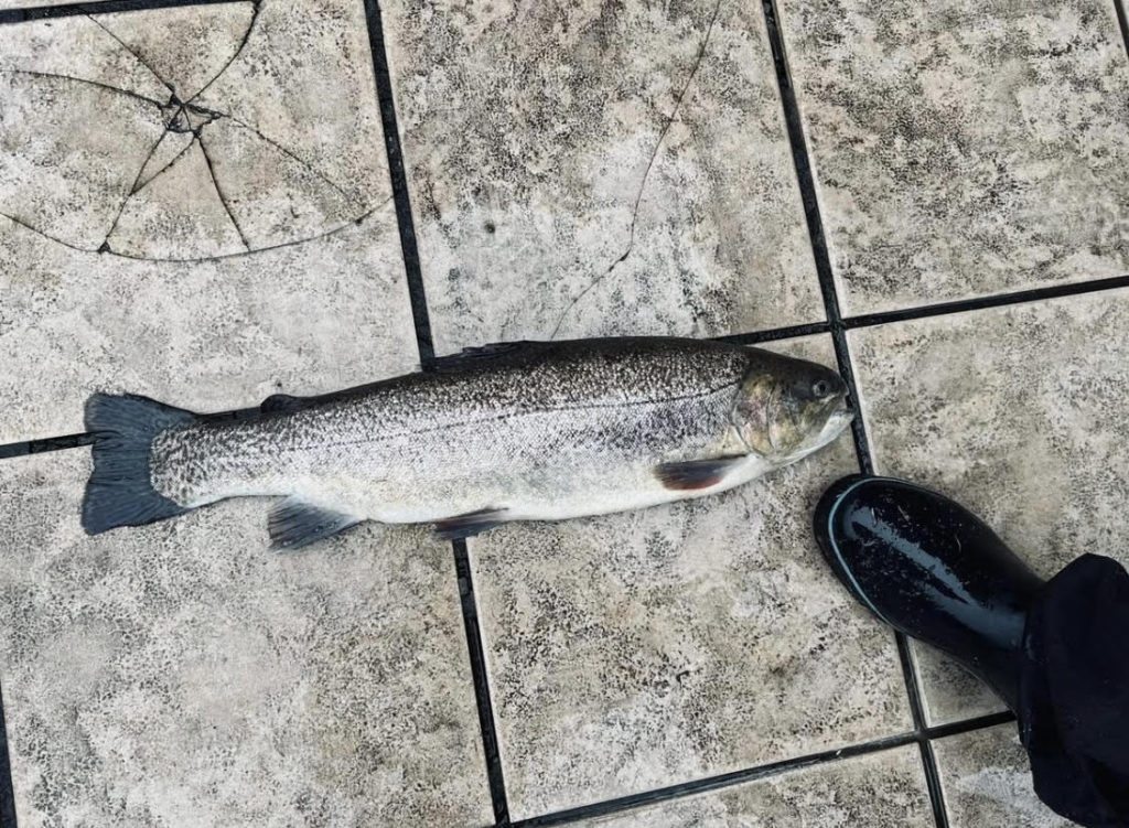 【驚ロック５５ｃｍ】全体