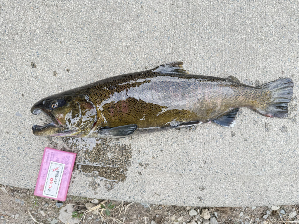 【桜来夢５５ｃｍ】全体