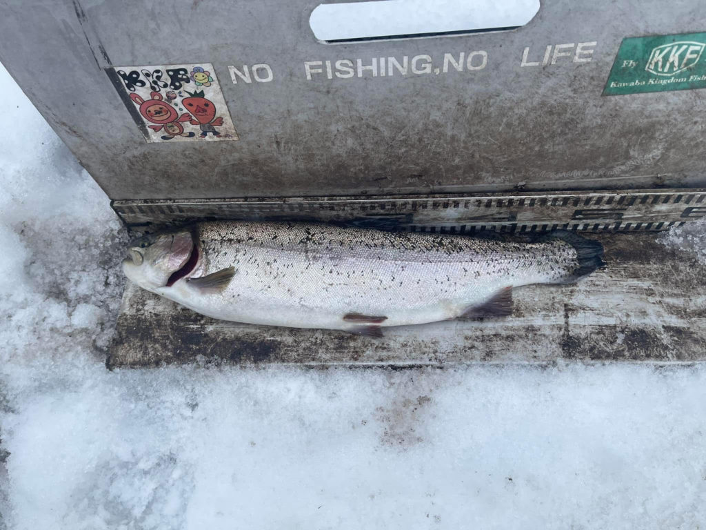 【頂鱒５０ｃｍ】全体