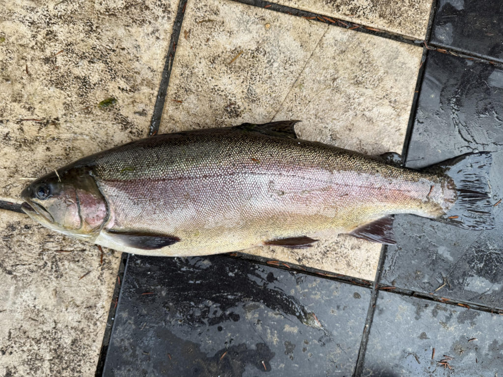 【頂鱒５８ｃｍ】全体