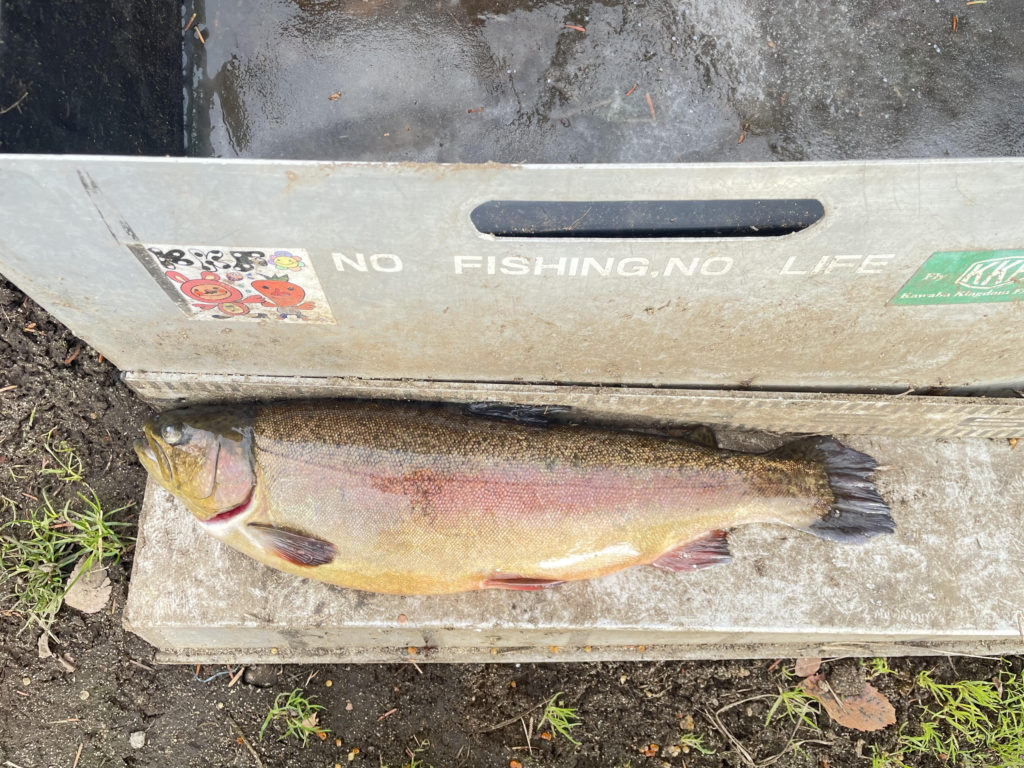 【驚ロック５３ｃｍ】全体