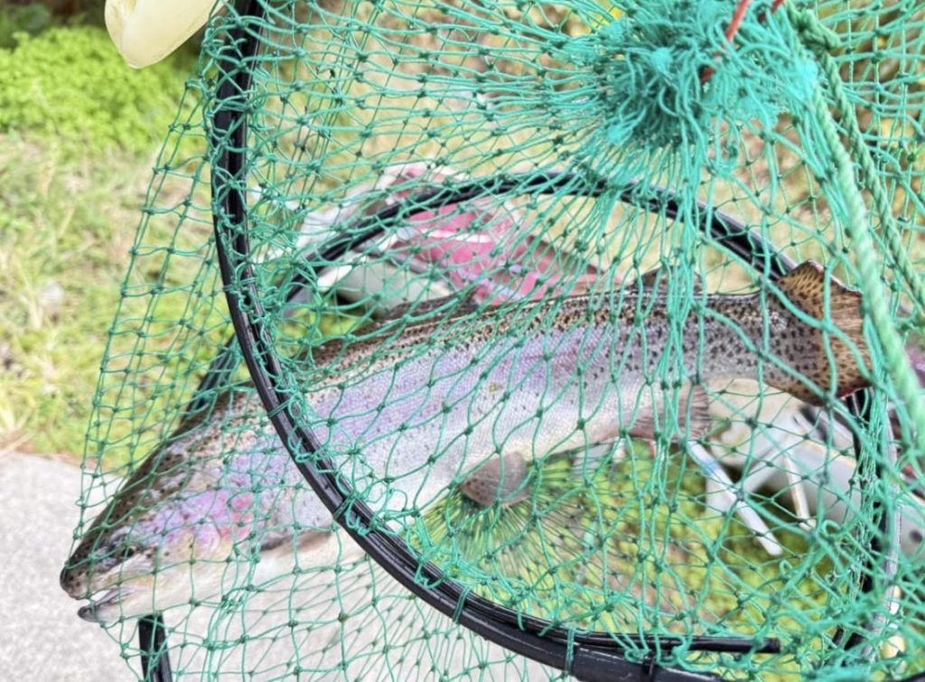 【頂鱒５１ｃｍ】全体