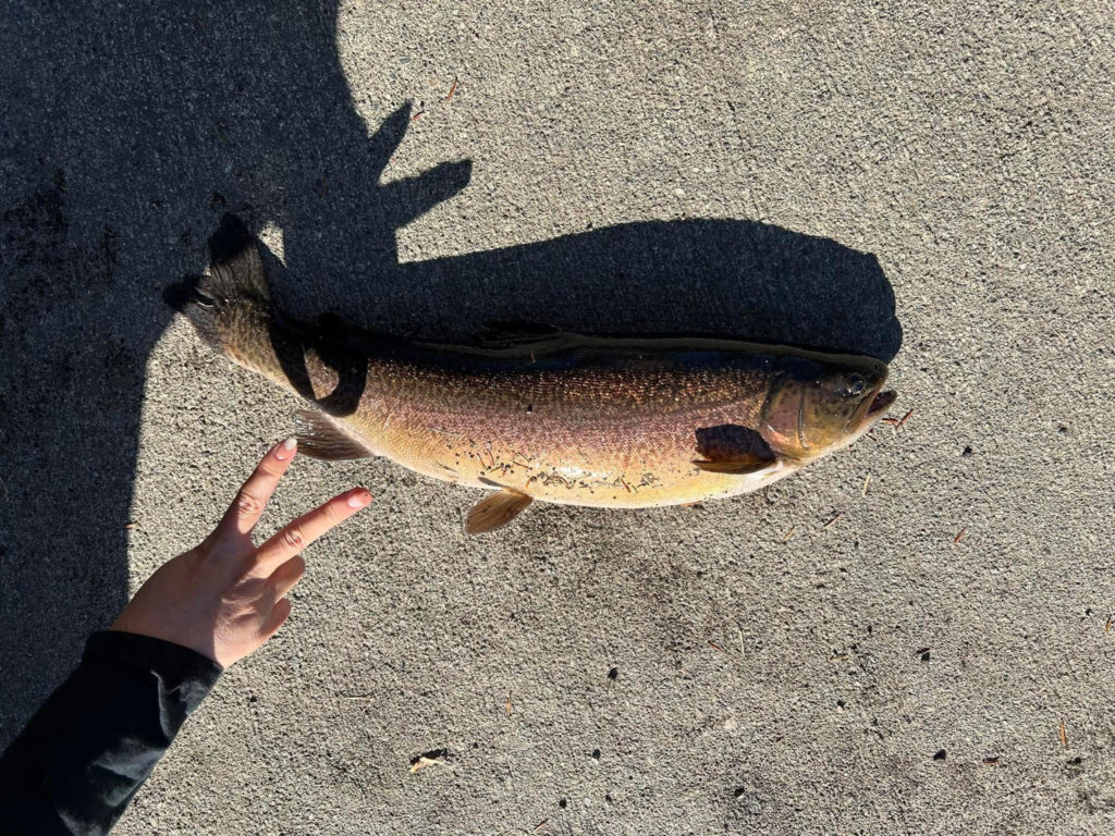 【驚ロック５４ｃｍ】全体