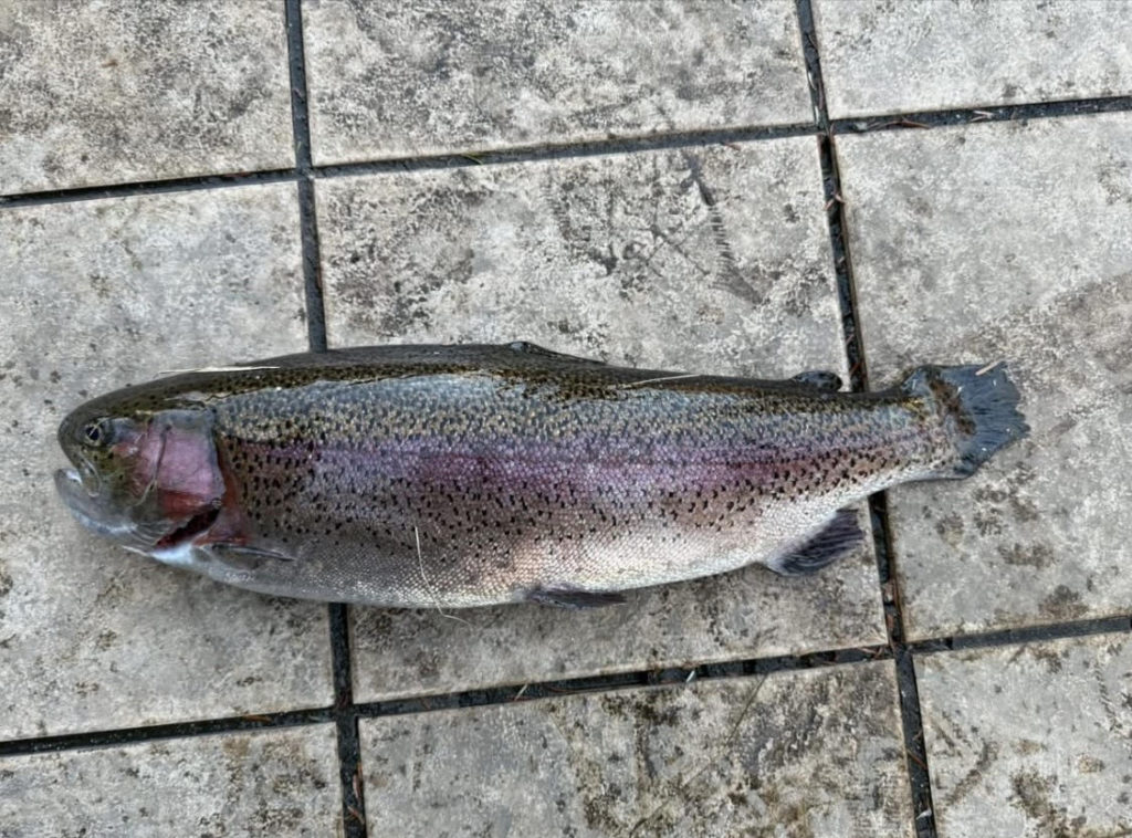 【頂鱒５６ｃｍ】全体