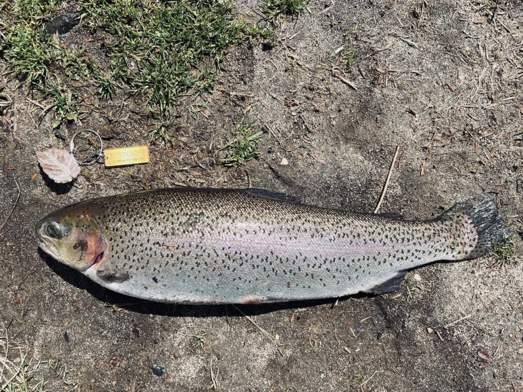 【頂鱒５４ｃｍ】全体