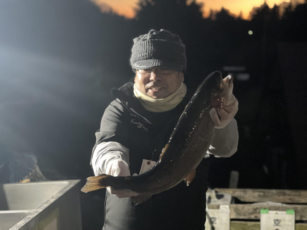 【頂鱒５５ｃｍ】全体