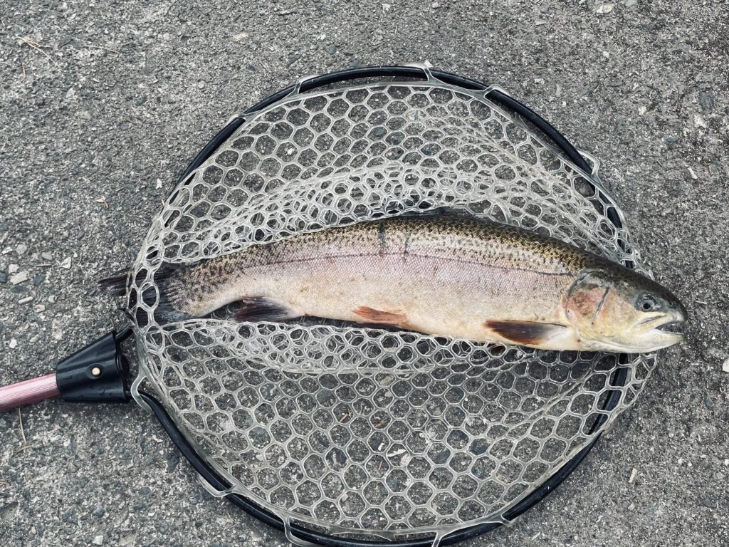 【驚ロック５２ｃｍ】全体