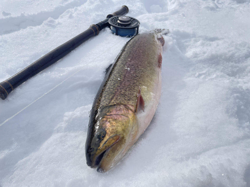 【驚ロック５２ｃｍ】全体