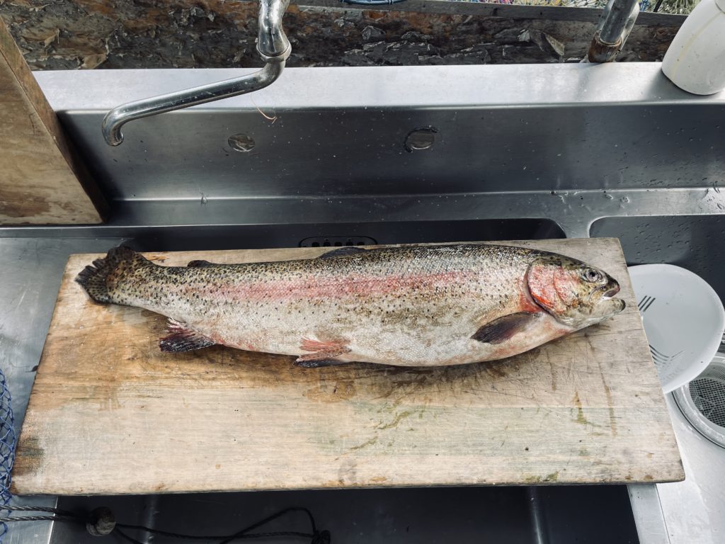 【頂鱒６３ｃｍ】全体