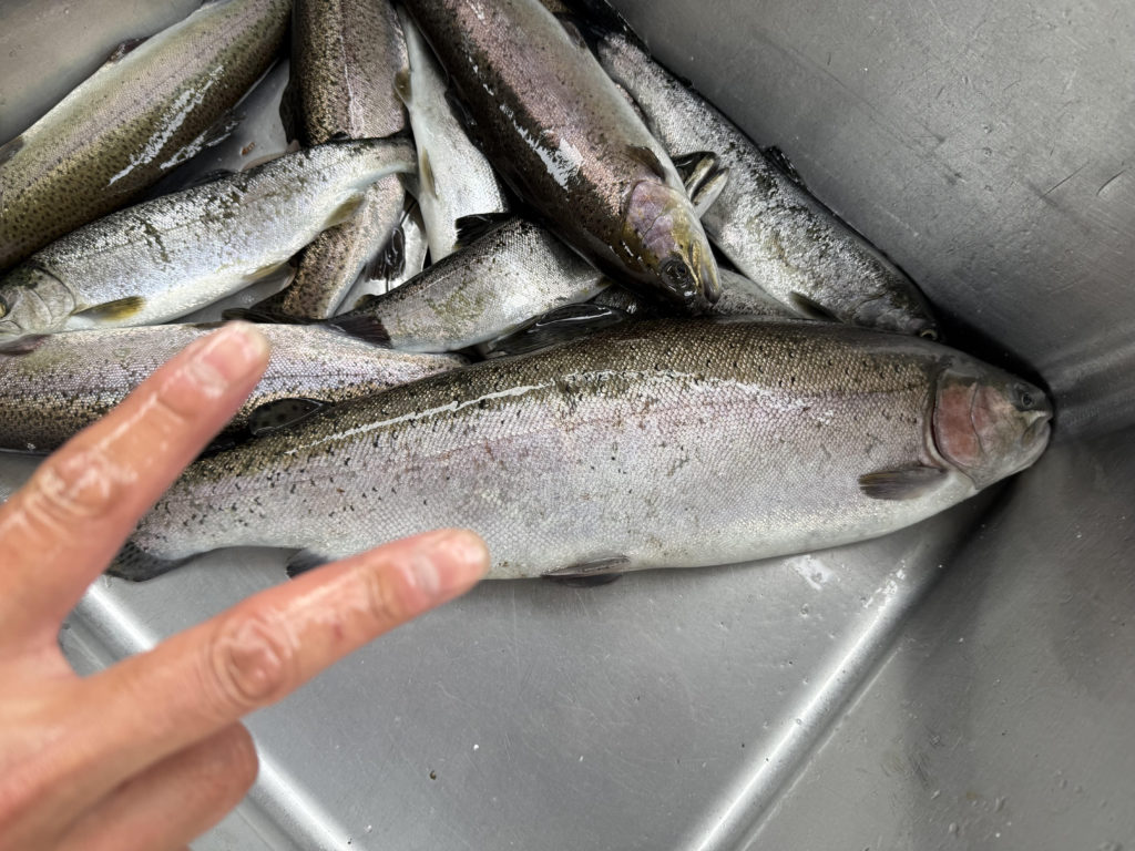 【頂鱒５５ｃｍ】全体