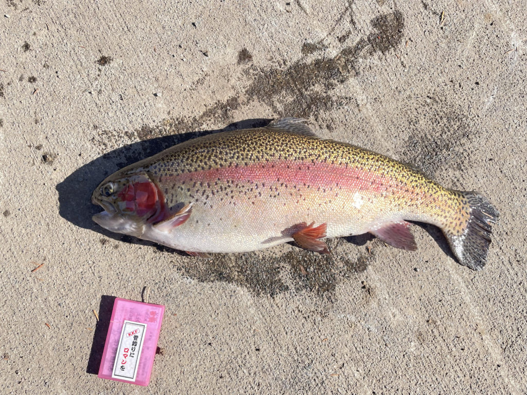 【頂鱒５６ｃｍ】全体