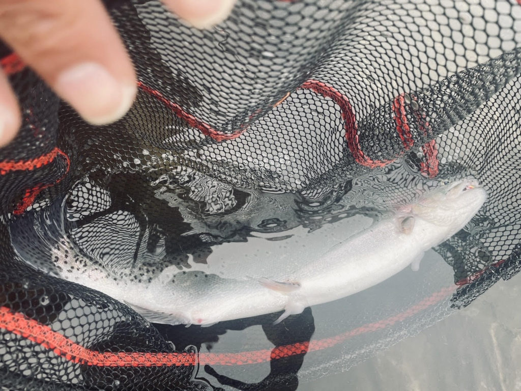 【頂鱒５５ｃｍ】全体