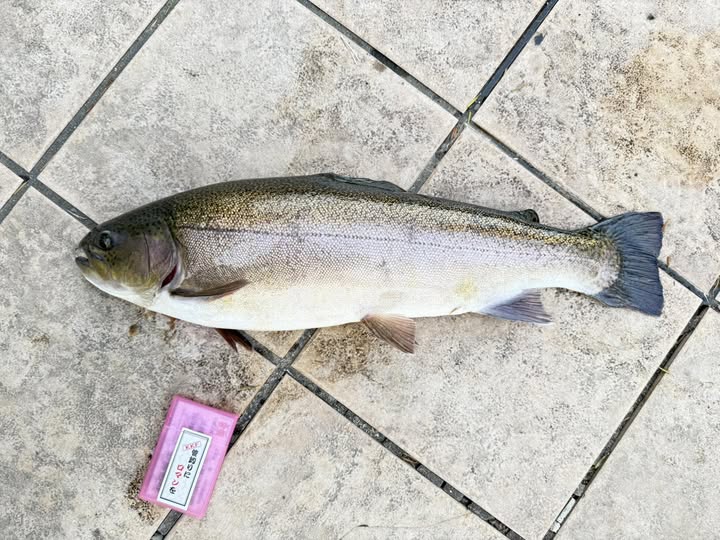 【驚ロック６０ｃｍ】全体