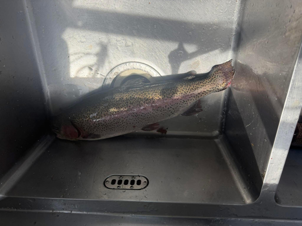 【頂鱒５７ｃｍ】全体