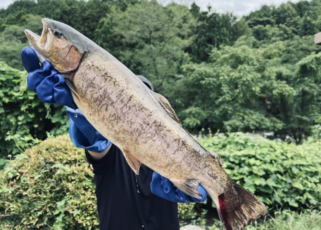 【驚ロック５５ｃｍ】全体