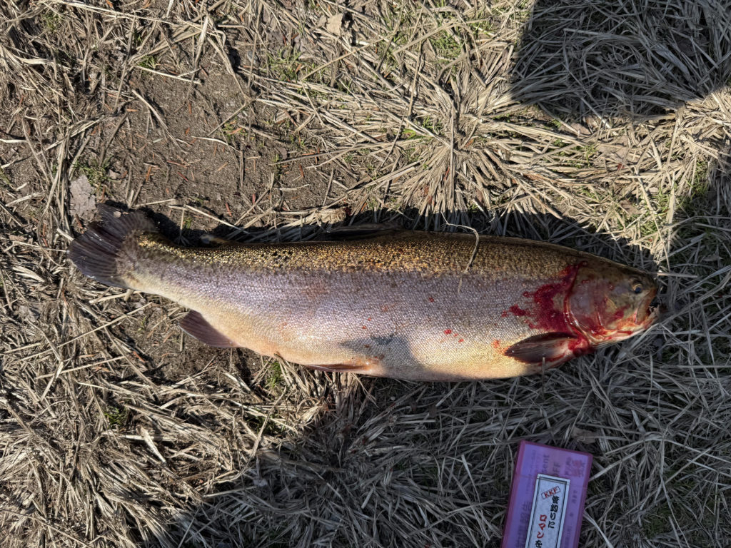 【驚ロック５４ｃｍ】全体