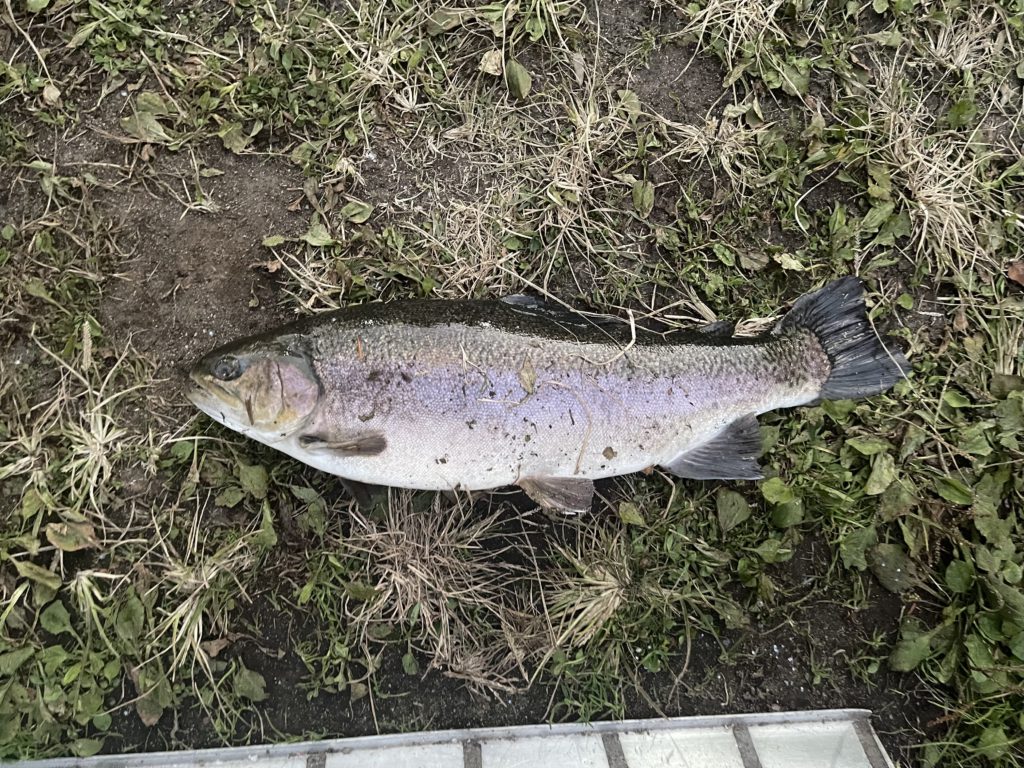 【驚ロック５３ｃｍ】全体