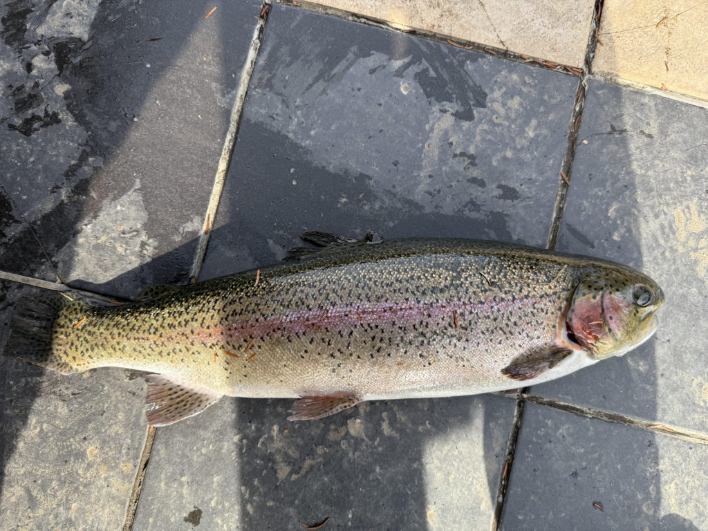 【頂鱒５８ｃｍ】全体